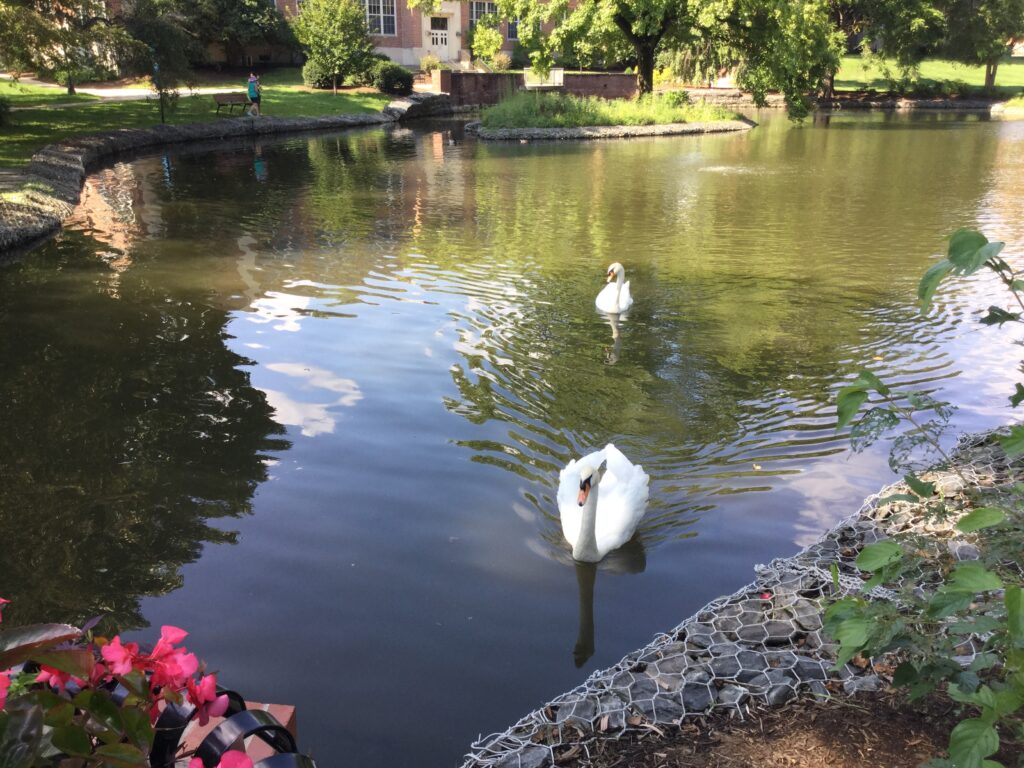 photo of swans on lake at Milersville University near Blue Rock Bed and Breakfast